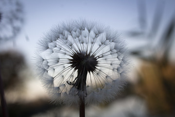 Blossoming out dandelion on a background morning sky