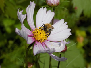 summer, flowers, bee,