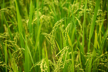 Autumn rice field, paddy rice