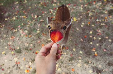 Deers and animals in Nara park, kyoto, Japan
