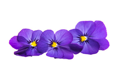 pansy isolated