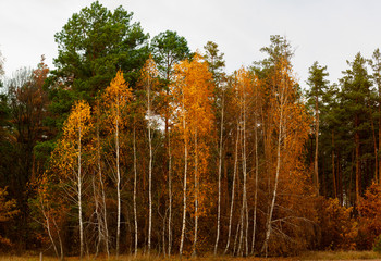 Autumn birch grove.