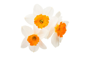 daffodil flowers isolated