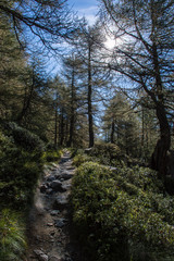 Fototapeta premium Small rocky path in the mountains through the forest with the sun shining through the trees