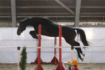 Beautiful young purebred horse jump over barrier. Free jumping in the riding hall