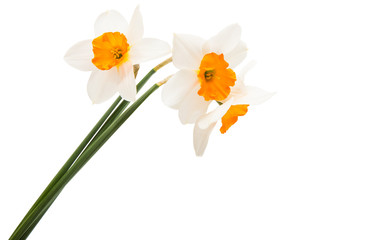 daffodil flowers isolated