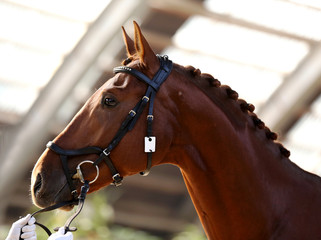 Headshot close up of a thoroughbred stallion in natural lights