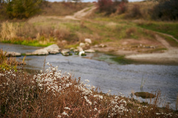 dried grass with white flowers river in forest
