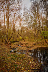 river in the autumn forest