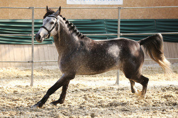Beautiful young purebred yearling runs across empty riding hall