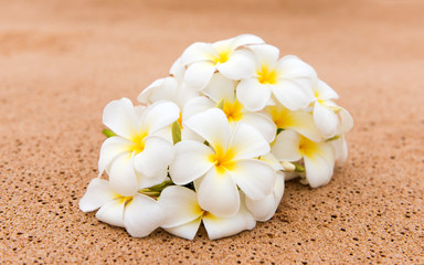 frangipani flower on the sand