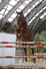 Beautiful young purebred horse jump over barrier. Free jumping in the riding hall