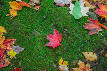 Red Maple Leaf with Multicolored  Leaves