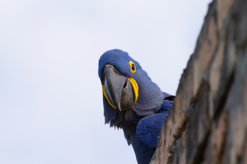 Hyacinth macaw close up, Brazilian wildlife
