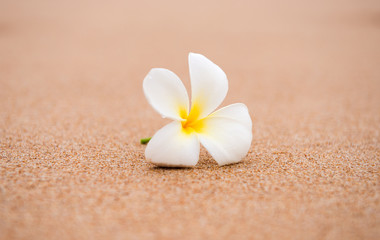 Fototapeta na wymiar frangipani flower on the sand