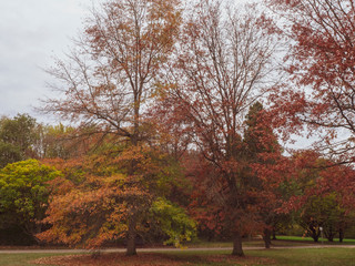Chênes des marais ou chênes à épingles (Quercus palustris) aux couleurs d'Automne.