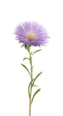 chrysanthemum flower isolated