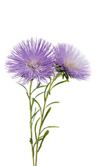 chrysanthemum flower isolated