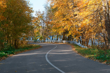 Autumn landscape. Forest road in autumn leaves.