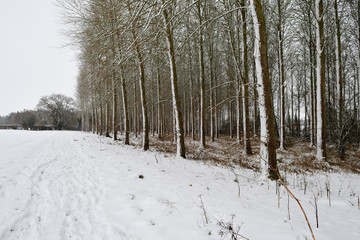 Snow covered poplar trees
