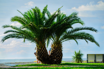 Naklejka premium Phoenix roebelenii (Pygmy date palm) over the Black Sea background