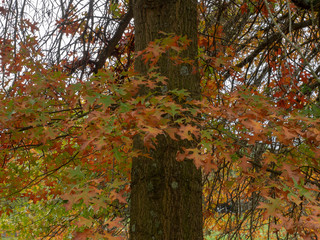 Chênes des marais ou chênes à épingles (Quercus palustris) aux couleurs d'Automne.