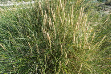 Plants in dunes in summer day at the beach near the Hague in the Netherlands. Green nature or vacation tranquil background. 