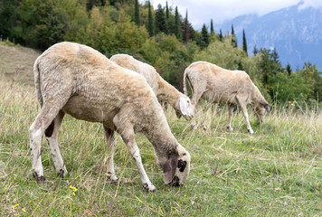 Obraz na płótnie Canvas Three grazing sheep on the meadow in the mountains