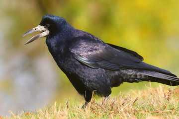Black Rook bird with open beak stands on the green grass and looks at you against a blurred background.