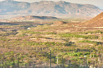 Paisaje de cactus en oaxaca