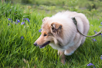 Cute rough collie puppy exploring field of bluebells.