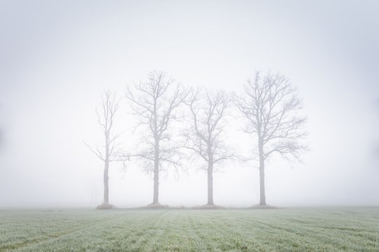 Four big trees in a mystic landcsape in the green meadow