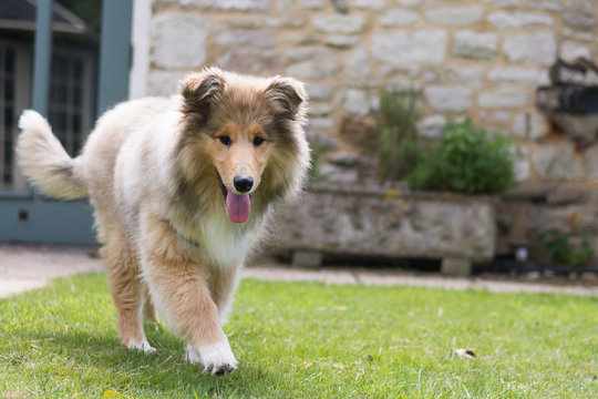 Happy rough collie puppy walking towards camera with tongue out