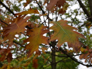 Autumn Colors in a Public Park. Fall. Autumnal Foliage.