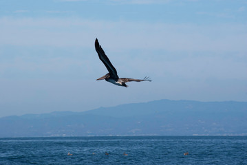 Fototapeta na wymiar Brown pelican flying over the pacific