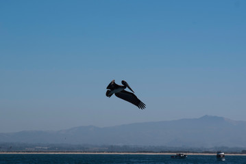 brown pelican about to dive for fish