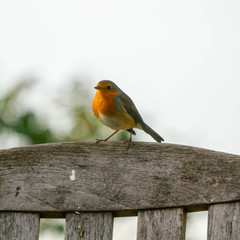 robin on a branch