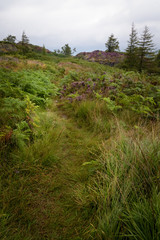 Fototapeta na wymiar Path through the green grass at rainy and hilly England