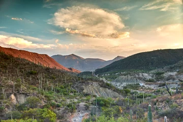 Fototapeten Paisaje de cactus en oaxaca © Heber