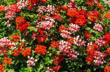 Fototapeta premium A huge bush of geranium planted in pots on a pole.The decoration of the city.Gardening