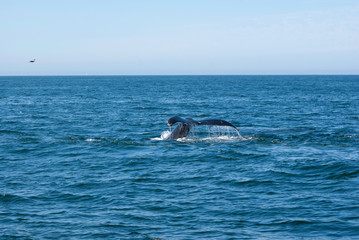 Fototapeta premium Humpback whale tail