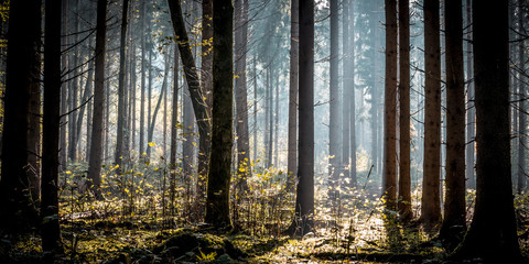 Fototapeta na wymiar Dichte große Bäume im Wald mit Sonneneinstrahlung im Herbst