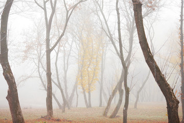 Fototapeta na wymiar autumn forest in the morning in the fog