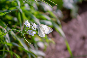 Pieris rapae