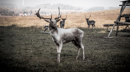 Großer weißer Hirsch mit Geweih auf einer Wiese