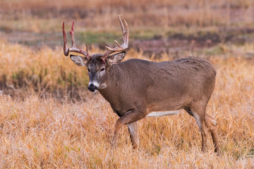 Naklejka na ściany i meble White-tailed Buck Bloody From Battle - Wild Deer on the High Plains of Colorado