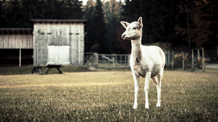 Obraz premium kleiner weißer Hirsch ohne Geweih auf einer Wiese mit Dammwild