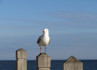 Seagull sitting on wooden poles by the ocean.