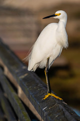 Snowy Egret