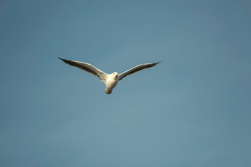 Gull